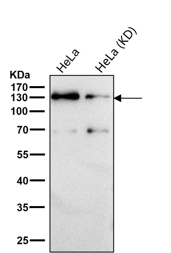Rabbit Monoclonal to CC2D1A