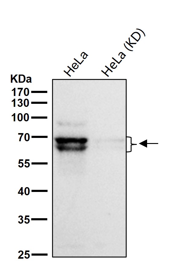 Rabbit Monoclonal to p66 alpha