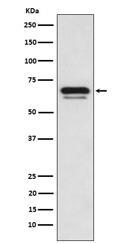 p66 alpha