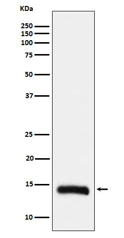 Histone H2B(formylK108)