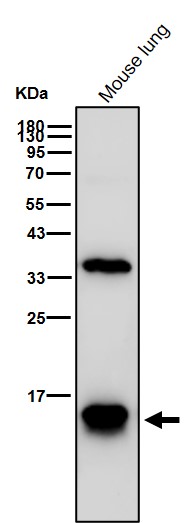 Rabbit Monoclonal to Histone H2B(formylK108)
