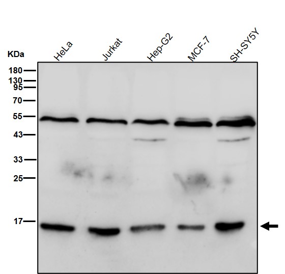 Rabbit Monoclonal to Histone H2B(formylK108)