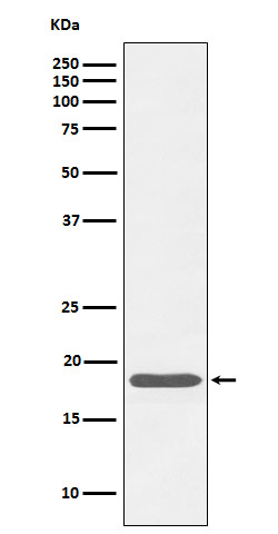Rabbit Monoclonal to Caveolin-3
