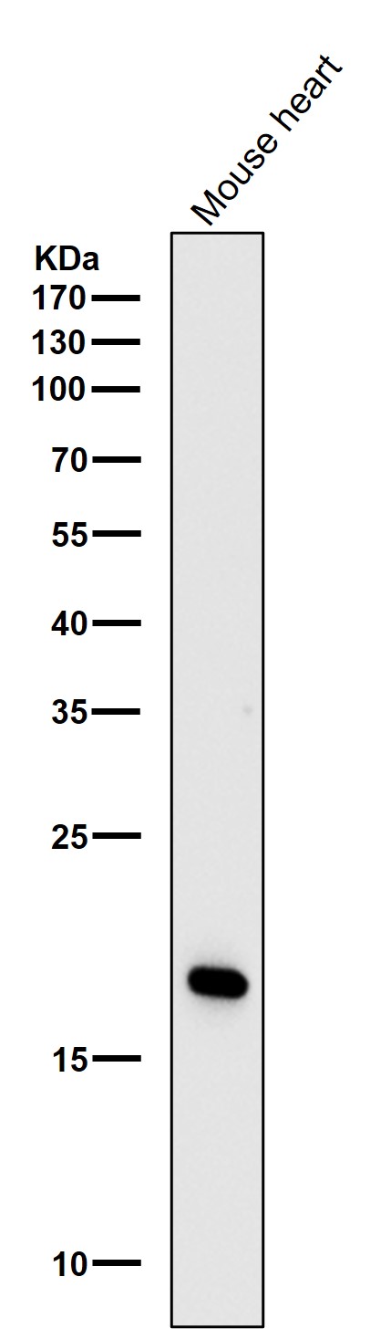 Caveolin-3