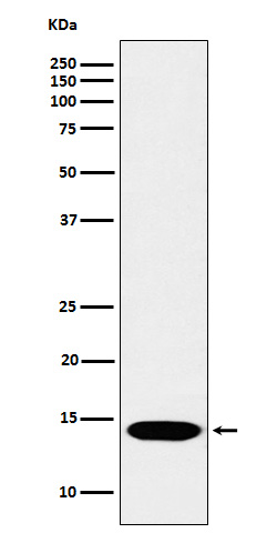Histone H2B(monomethylK116)
