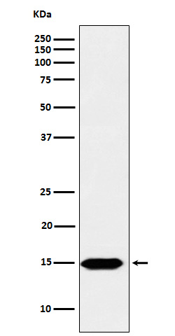 Histone H3(formylK122)