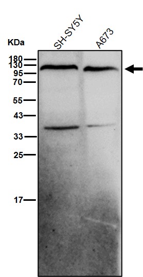 Rabbit Monoclonal to RANBP3