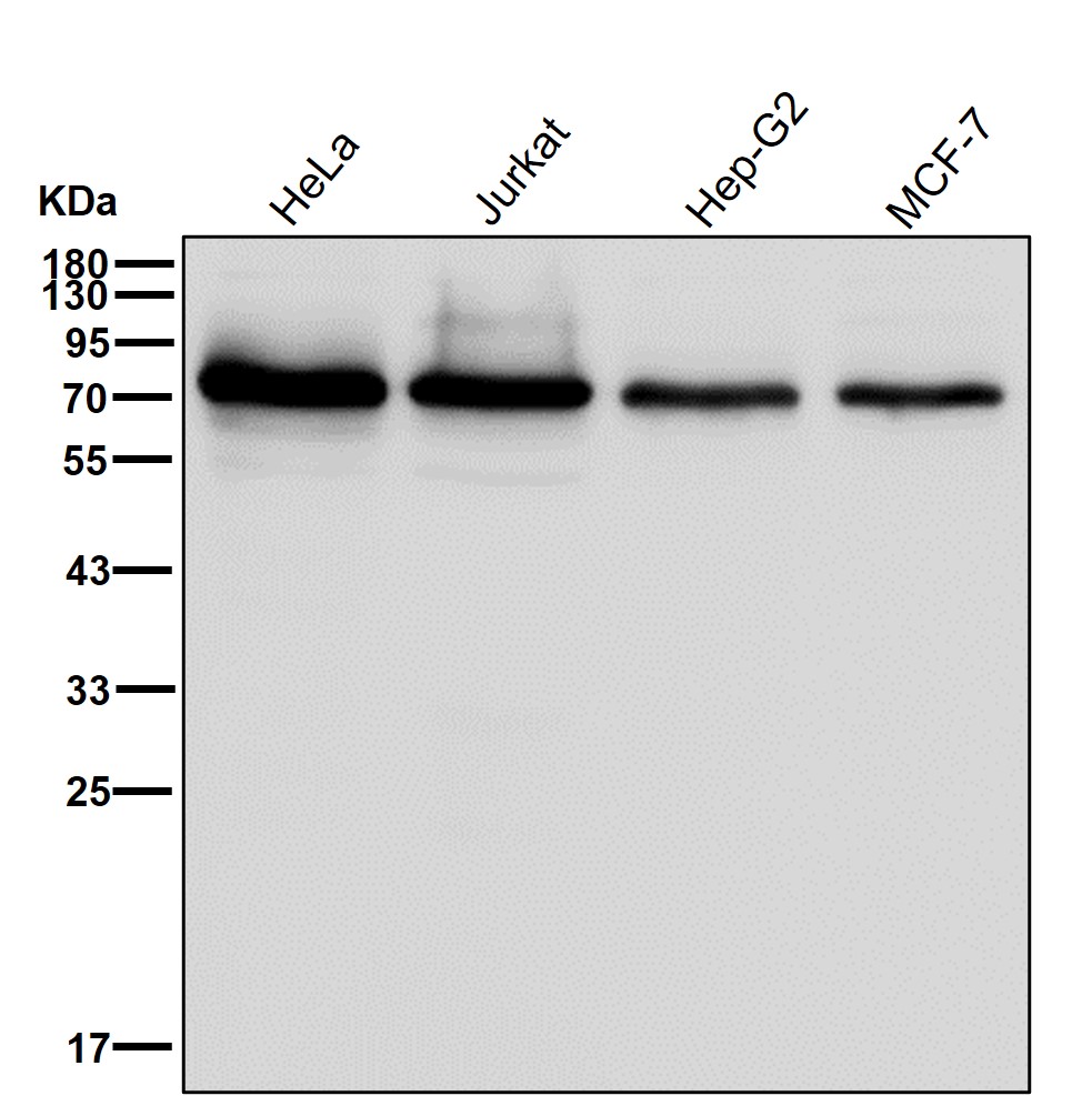 Rabbit Monoclonal to HTF9C