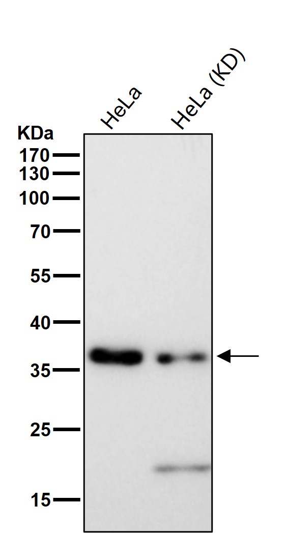 Rabbit Monoclonal to QK1
