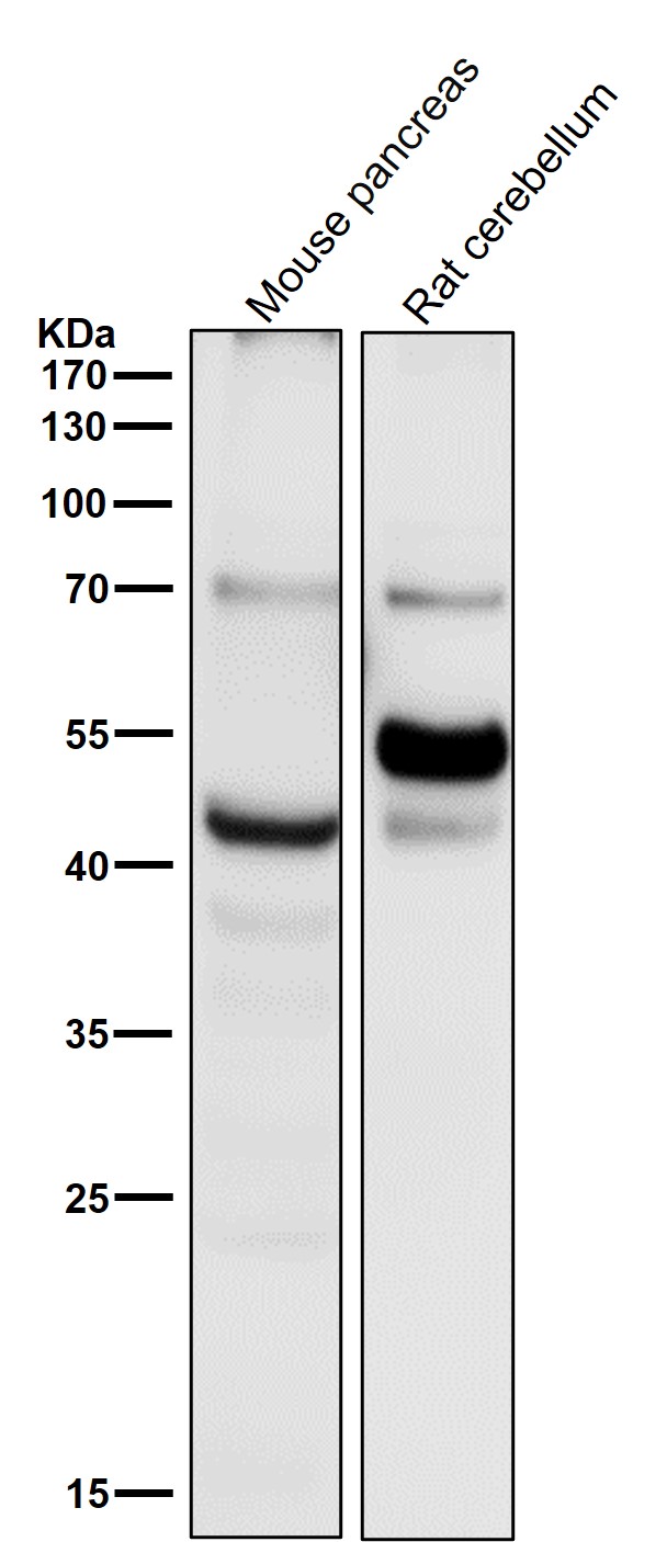 Caspase-1