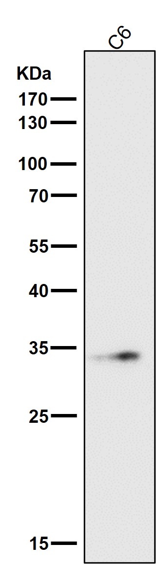 Rabbit Monoclonal to NUDT5