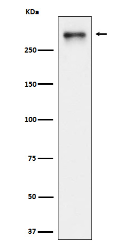USP24