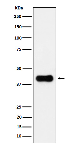 ACAA2