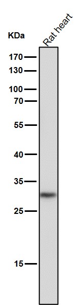 Rabbit Monoclonal to CTR1/SLC31A1