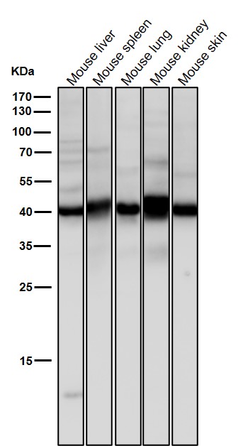 Erlin-2