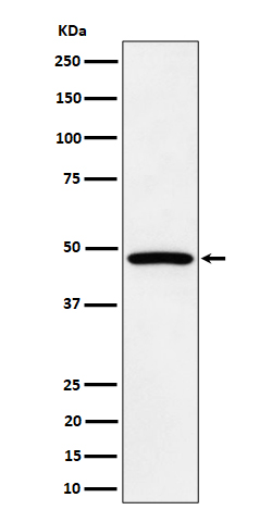 PTPN1/2