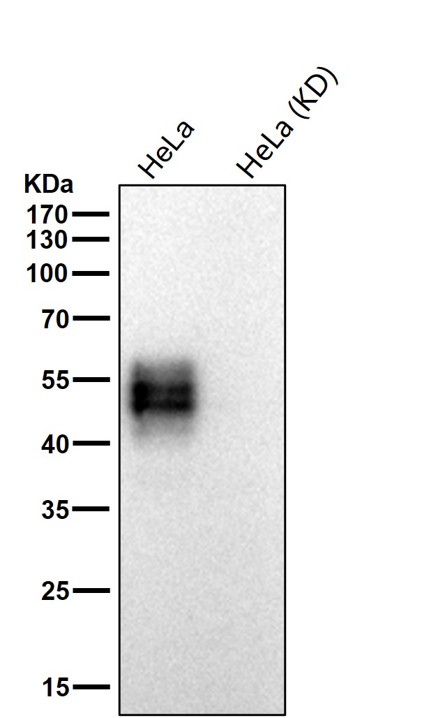 Rabbit Monoclonal to CD58