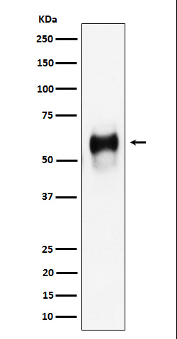 CD58