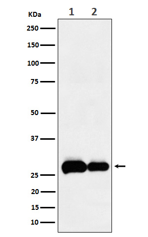 PHD3