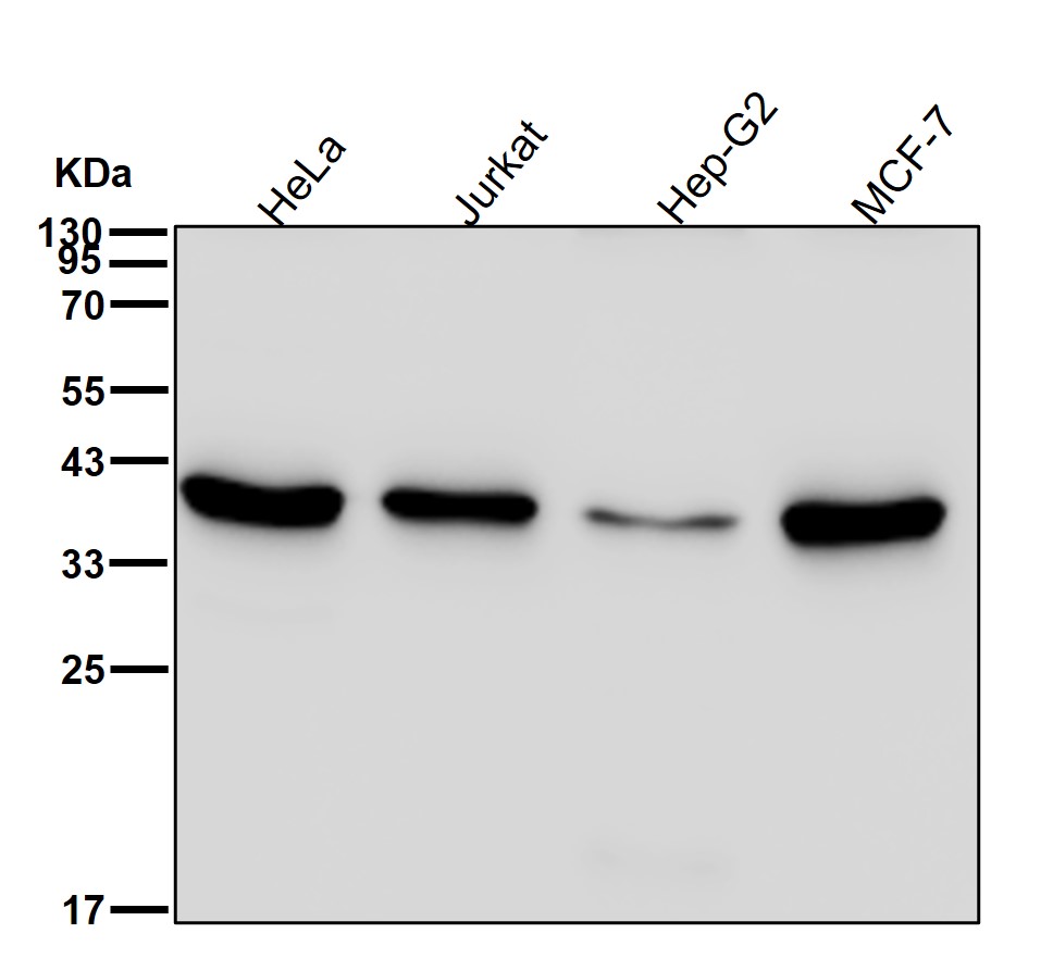 Rabbit Monoclonal to RGMA