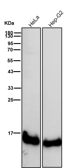 Rabbit Monoclonal to MGST1