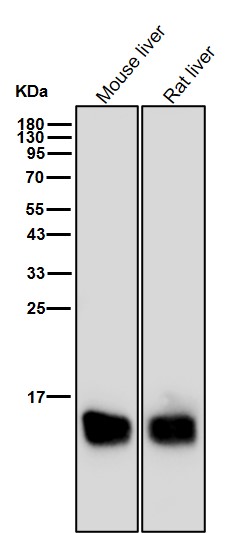 Rabbit Monoclonal to MGST1
