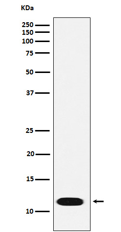 CTNNBIP1