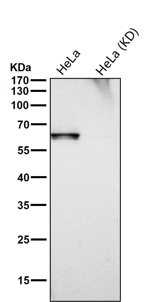 Rabbit Monoclonal to COASY