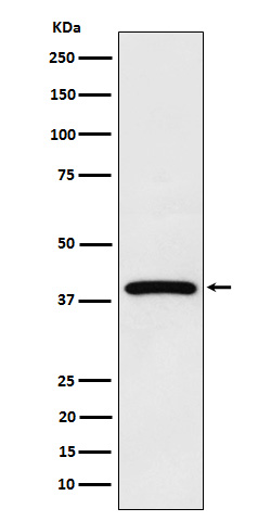 Rabbit Monoclonal to NCF4