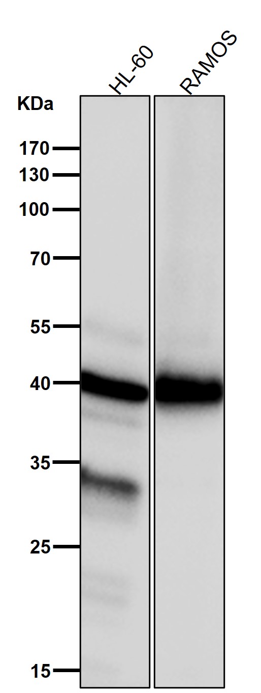 NCF4