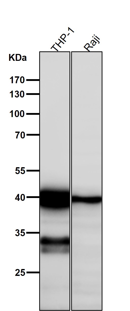 Rabbit Monoclonal to NCF4