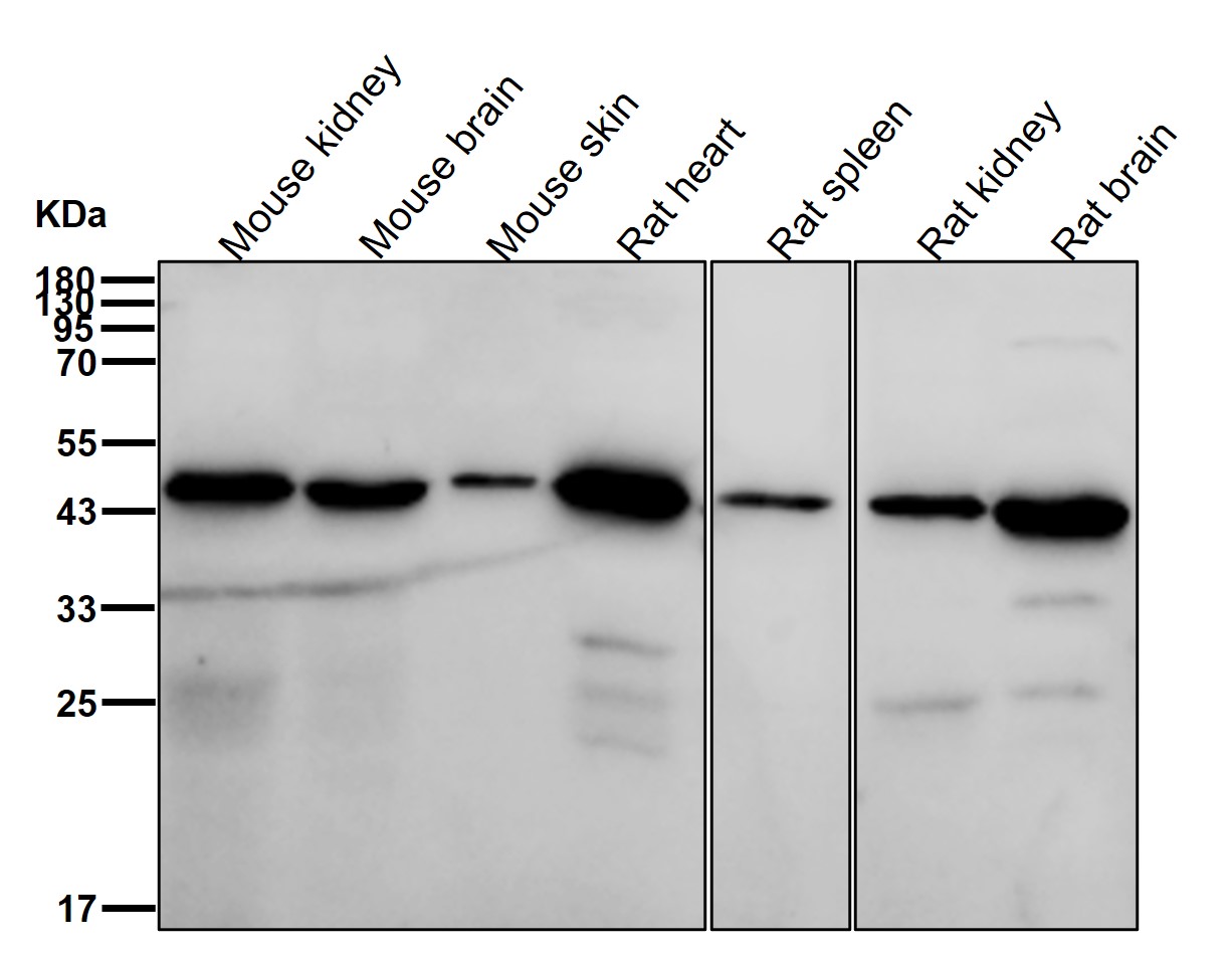 Rabbit Monoclonal to Fukutin