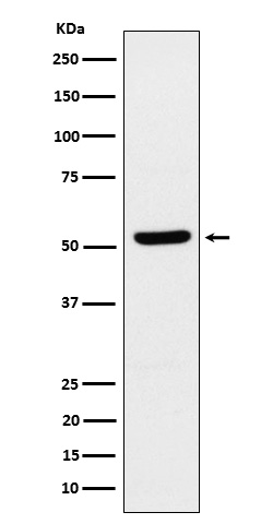 ZNF259