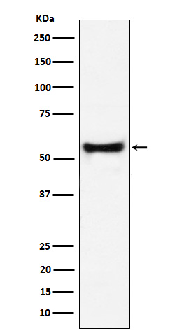 PDCD7