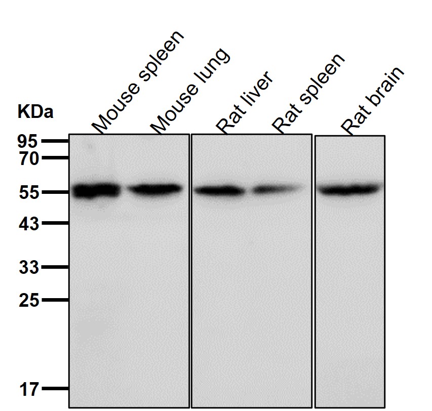 Rabbit Monoclonal to PDCD7