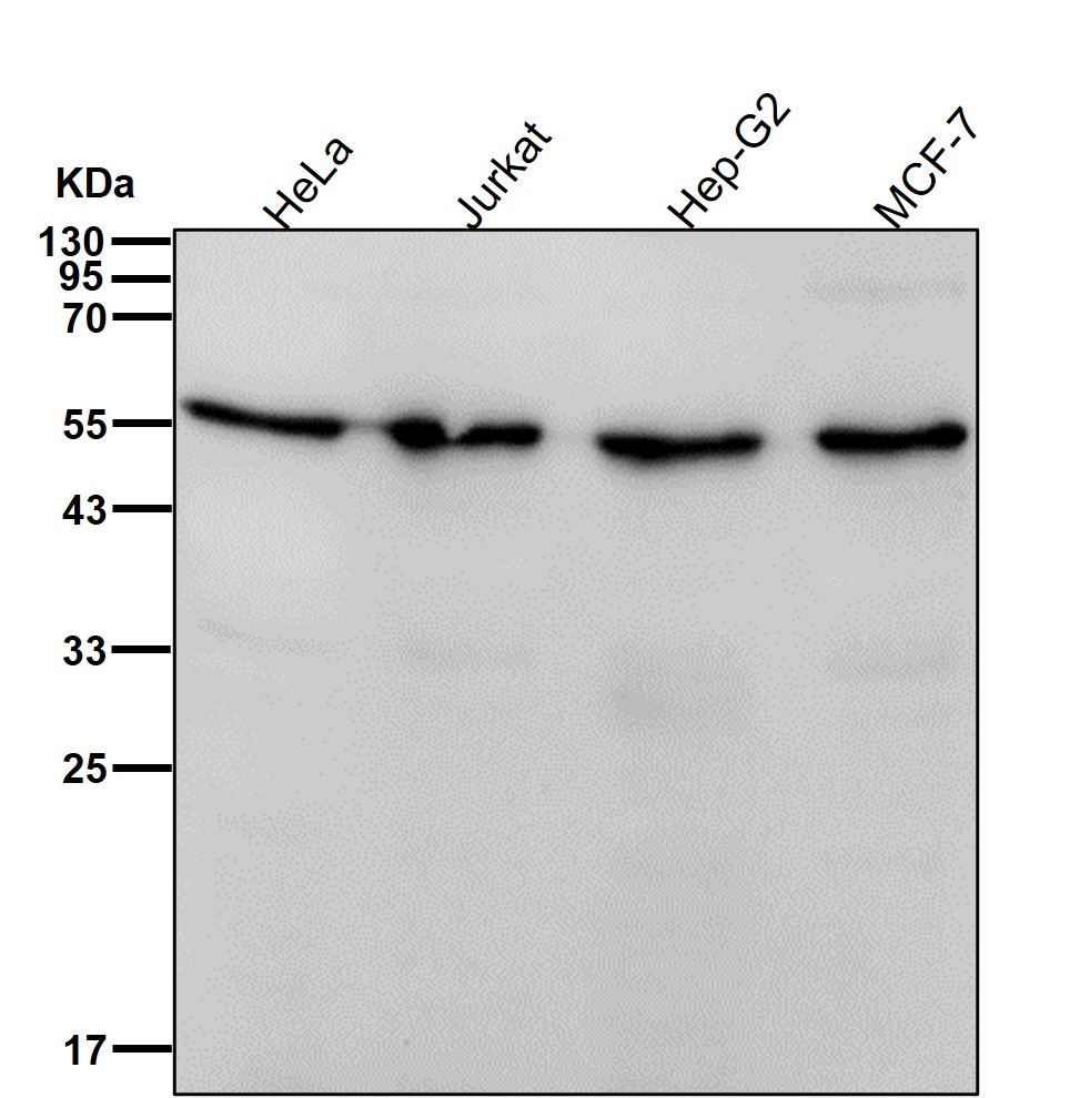 Rabbit Monoclonal to PDCD7