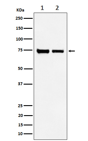 CPSF73
