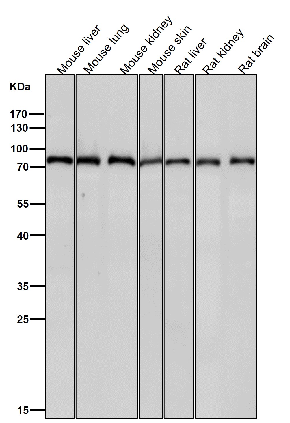 Rabbit Monoclonal to CPSF73