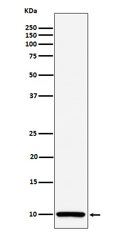 COX6B1