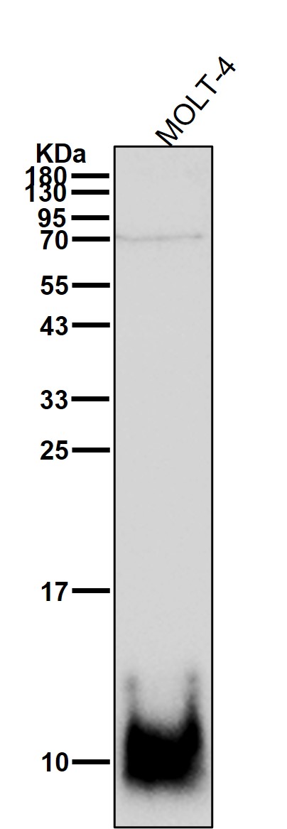 Rabbit Monoclonal to COX6B1
