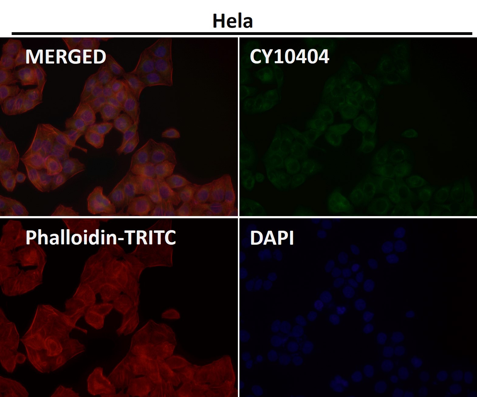 Rabbit Monoclonal to DNPH1