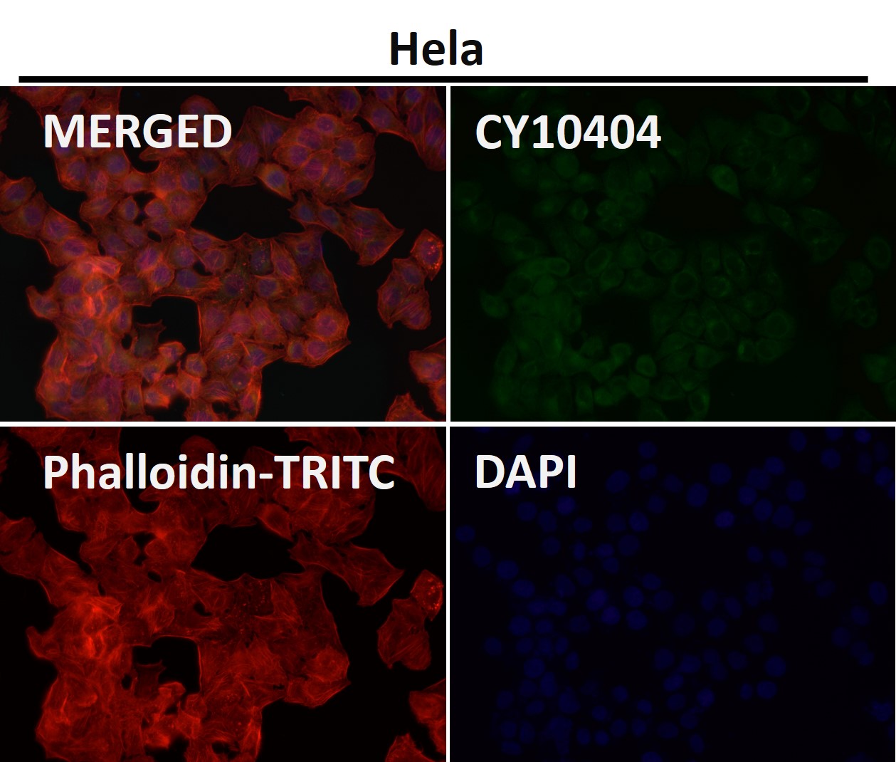 Rabbit Monoclonal to DNPH1