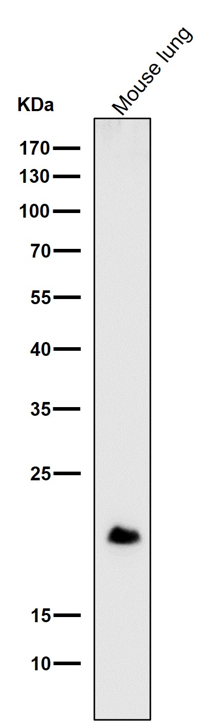 DNPH1