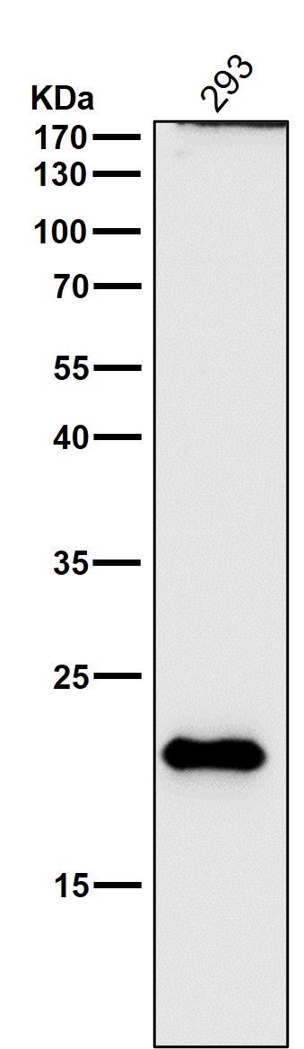 Rabbit Monoclonal to DNPH1