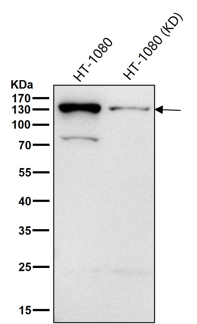 Rabbit Monoclonal to RASA1