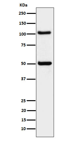 ORP1