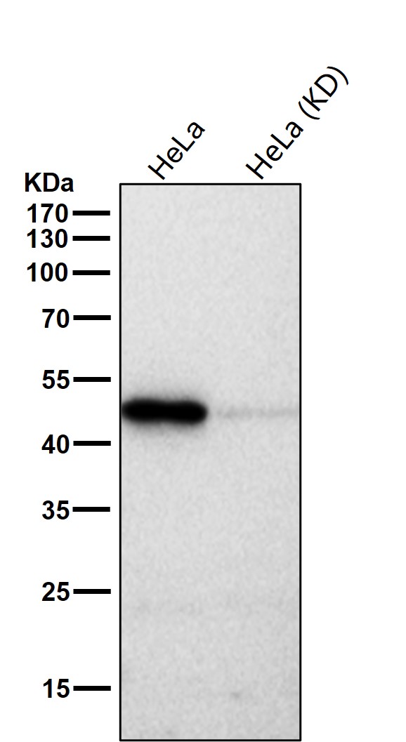 Rabbit Monoclonal to HEAB
