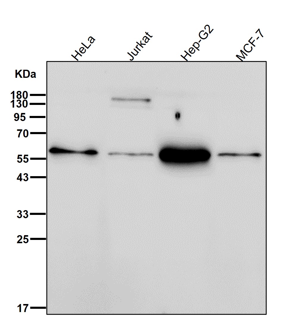 Rabbit Monoclonal to SOCS7