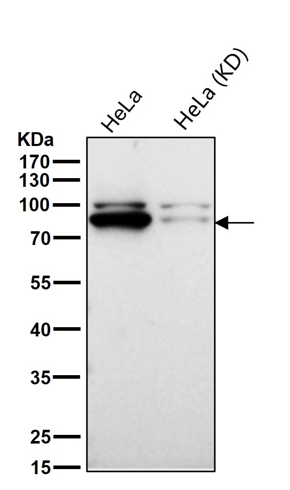 Rabbit Monoclonal to CLPTM1