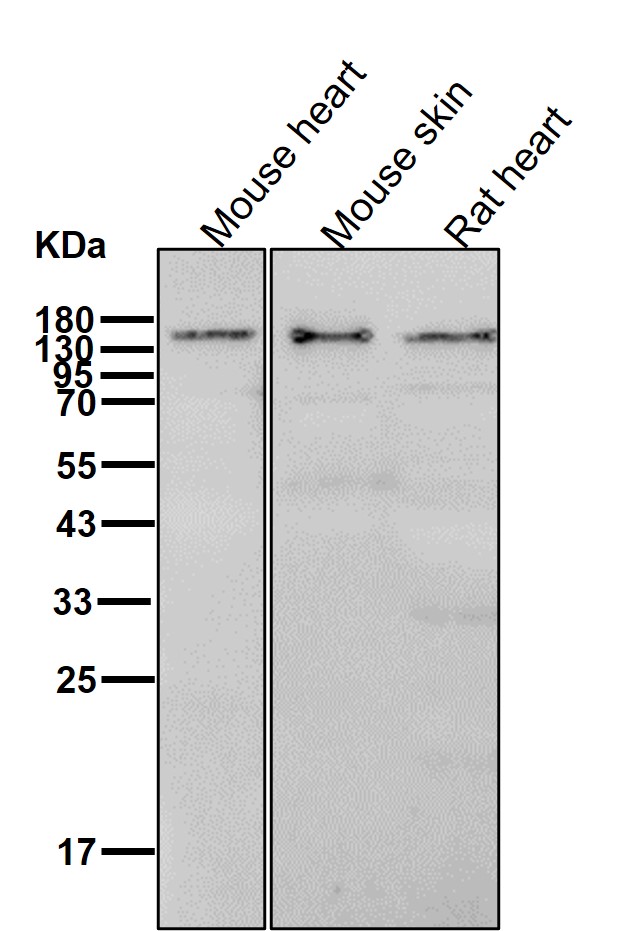 Rabbit Monoclonal to AGL